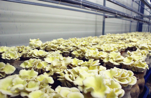 圖片關(guān)鍵詞 https://www.mushroommarket.net/file/upload/202005/08/14-28-45-58-283825.png