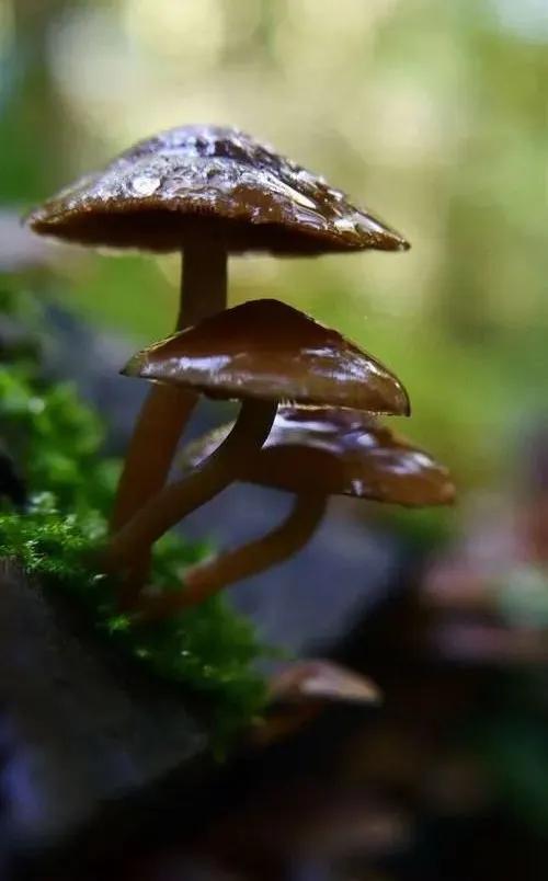 圖片關(guān)鍵詞 國(guó)家蘑菇地理:中國(guó)哪里的蘑菇最好吃?