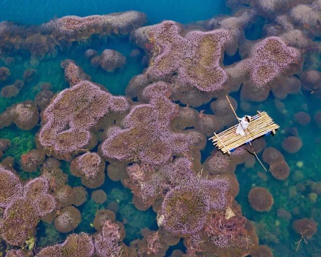 圖片關(guān)鍵詞 國(guó)家蘑菇地理:中國(guó)哪里的蘑菇最好吃?