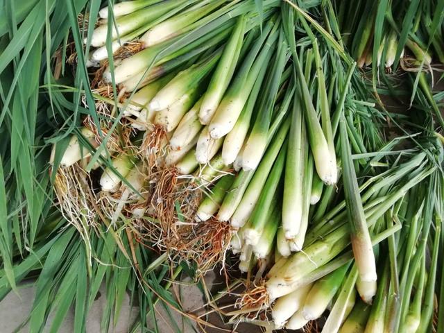 圖片關(guān)鍵詞 國(guó)家蘑菇地理:中國(guó)哪里的蘑菇最好吃?