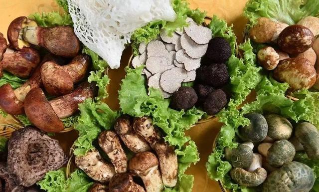 圖片關(guān)鍵詞 國(guó)家蘑菇地理:中國(guó)哪里的蘑菇最好吃?