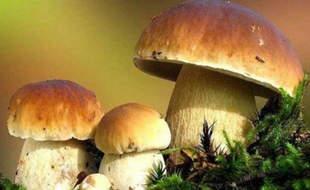 圖片關(guān)鍵詞 國(guó)家蘑菇地理:中國(guó)哪里的蘑菇最好吃?