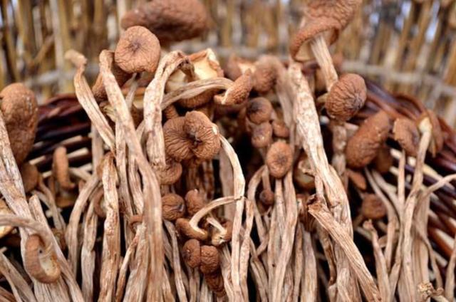 圖片關(guān)鍵詞 國(guó)家蘑菇地理:中國(guó)哪里的蘑菇最好吃?