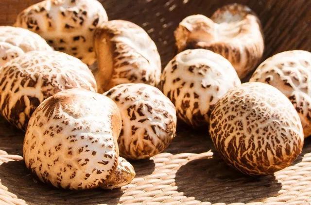 圖片關(guān)鍵詞 國(guó)家蘑菇地理:中國(guó)哪里的蘑菇最好吃?